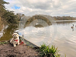 A view of Ellesmere Lake