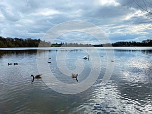 A view of Ellesmere Lake