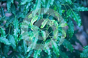 VIEW OF ELONGATED CURLED GREEN LEAVES ON A TREE BRANCH