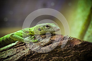 view on an emerald monitor lizard