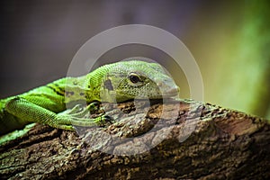 view on an emerald monitor lizard