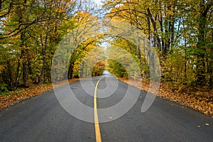 View of an empty forest road in autumn