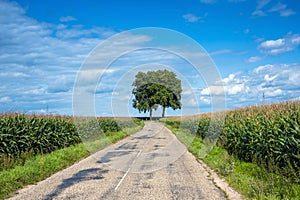 View of empty road with cornfield and trees