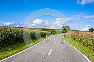 View of empty road with cornfield and trees