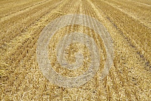 View of an empty stubble field