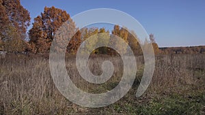 View of empty wheat fields and grassy road between them, and trees in distance