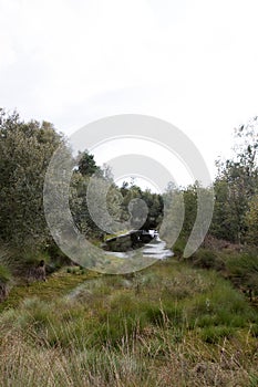 View on end on a moor with grass, plants and surrounded by trees in herzlake emsland germany