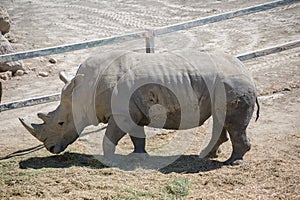 View of an endangered African white rhino, full body profile view, in captivity eating grass