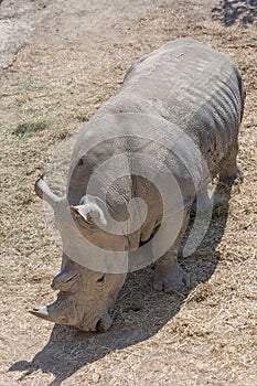 View of an endangered African white rhino, full body profile view, in captivity eating grass