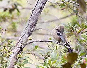 View of endemic New Caledonian friarbird