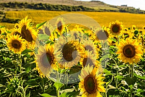 Open sunflowers at the crop photo