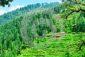 View enroute to Prashar Lake trekk trail. It is located at a height of 2730 m above sea level surrounded by confierous & alpine