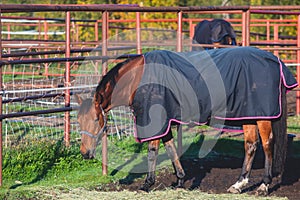 View of equestrian club with horses in equipment ready to horseback riding training, stables at horse club with different horses