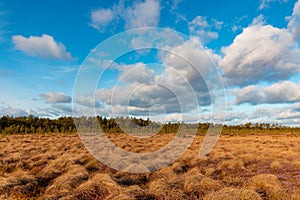 View on the Estonian bog at winter day without snow. Pine forest at the background