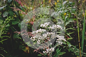 View of Eupatorium fortunei floral plant blooming in the greenery
