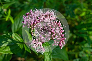 The view of Eupatorium fortunei floral plant blooming in the greenery