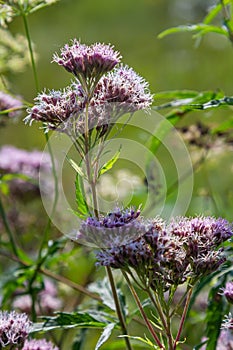 The view of Eupatorium fortunei floral plant blooming in the greenery