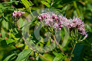 The view of Eupatorium fortunei floral plant blooming in the greenery