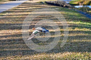 A view of Eurasian wigeon flying in the air.