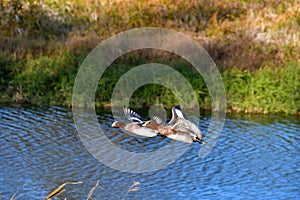 A view of Eurasian wigeon flying in the air.