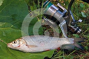 View of the European chub fish and fishing rod with reel on the