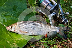 View of the European chub fish and fishing rod with reel on the