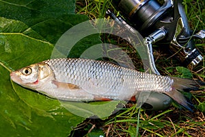 View of the European chub fish and fishing rod with reel on the