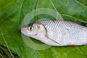 View of the European chub fish on the natural background.