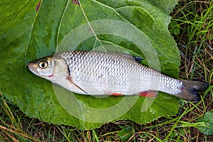 View of the European chub fish on the natural background.