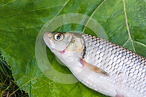 View of the European chub fish on the natural background.