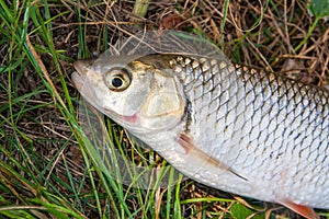 View of the European chub fish on the natural background.