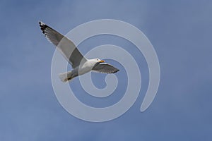 View on European herring gull flying in a blue sky