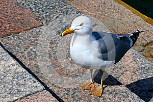 View of a European Herring Gull standing imperturbably on the waterfront of Helsinki, Finland