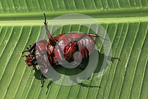 View of European Rhinoceros Beetle. Oryctes Nasicornis on a green leaf and flower. Macro shot of beautiful beetle in nature.