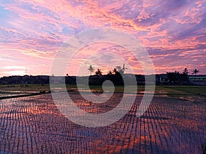 the view of the evening before maghrib in the rice fields