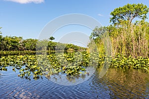 View of Everglades swamp in Florida, USA