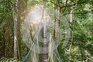 View of an evergreen rainforest canopy walkway, Borneo, Malaysia