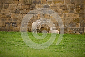 View of a Ewe and her lamb near an old sandstone block farm building
