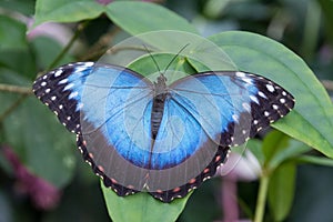 View of the exotic butterfly on a leaf