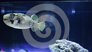 View of exotic tropical balloonfish also known as spiny porcupinefish and spiny puffer behind glass of aquarium