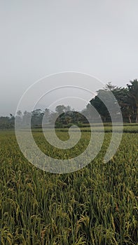 view of expanse of rice fields in the morning
