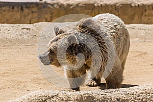 View of an expressive adult brown bear in theme park zoo, well-groomed, large brown fur photo