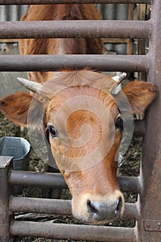 View face cow in farming metal box 30769