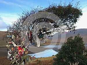 View of the fairy tree at the hill of Tara, Ireland