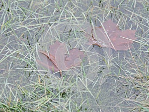 View of fallen maple leaves in the puddle of water, Sveaborg, Finland