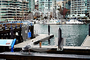 A View of False Creek Water Inlet in Vancouver, British Columbia, Canada