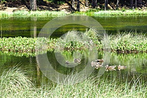 View of a family of ducks in the Oles pond. photo