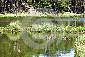 View of a family of ducks in the Oles pond photo