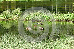 View of a family of ducks in the Oles pond photo