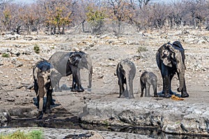 A view of a family of Elephants on the far side of a waterhole in the Etosha National Park in Namibia
